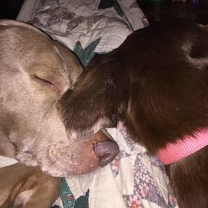 Meet your Posher, Joy